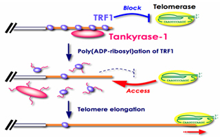 Tankyrase 1 (PARP5A)æ£€æµ‹è¯•å‰‚ç›’â€”Tankyrase 1å…¨å¥—ç ”ç©¶æ–¹æ¡ˆ