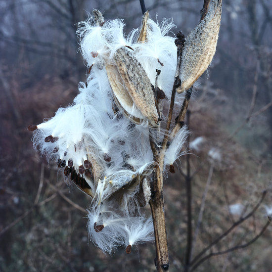 Milkweed mask