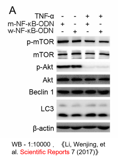 WB HRP labeled goat anti-rabbit secondary antibody