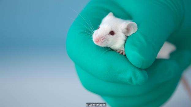 After transplanting a dose of "probiotics" into sterile mice, the researchers found that their stress response was significantly reduced.