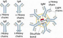 Immunoglobulin