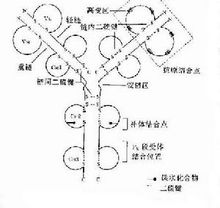 Schematic diagram of the basic structure of immunoglobulin molecules