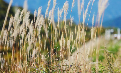 Miscanthus: the latest energy crops debut