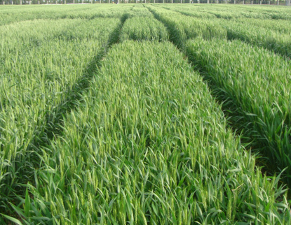 Wheat planting 1.png