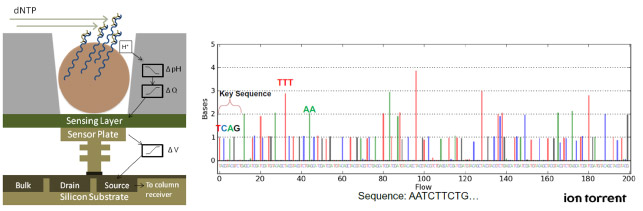 3730XL and Ion Torrent sequencing services-faster and better service