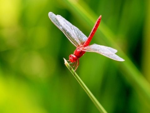 Red Dragonfly