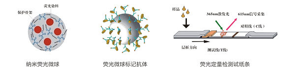 Rapid quantitative detection of ochratoxin A in China - accurate quantification in -8min