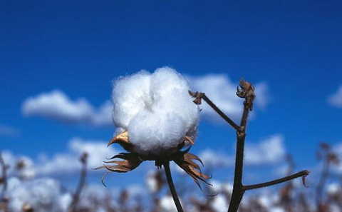 cotton