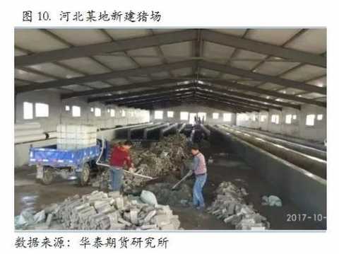 Hebei pig and soybean meal research report &; Hebei pig and grass root research report