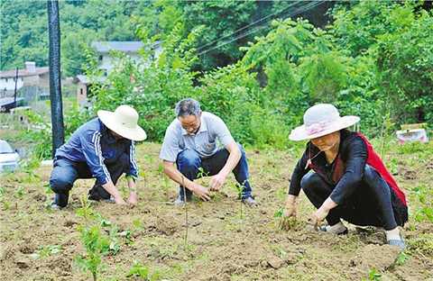 On May 18, Ma Benjun (left), the captain of the resident team, and Zhong Jiagang (middle), the village director, led the poor households to plant pepper seedlings. Economic Daily reporter Liu Rong photo