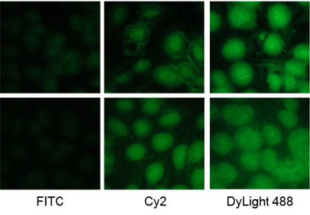 Dylight fluorescent secondary antibody