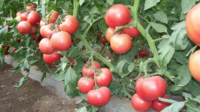 Tomato rich humic acid humic acid water soluble fertilizer planting skills