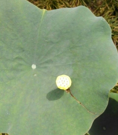 Chiseling "leaf" stealing light