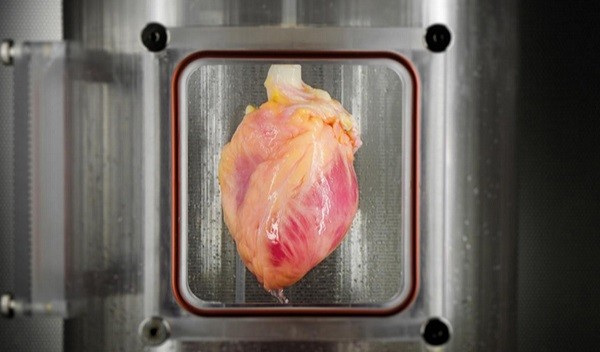 Regenerate the heart with skin cells