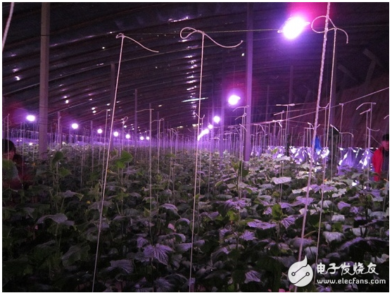 Can led lights really fill the plants?