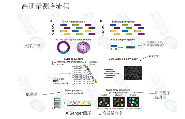 High-throughput sequencing bioinformatics analysis