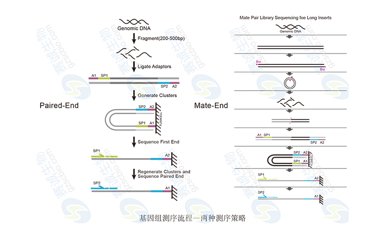 High-throughput sequencing bioinformatics analysis