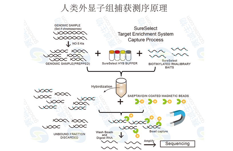 High-throughput sequencing bioinformatics analysis