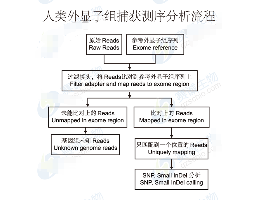 High-throughput sequencing bioinformatics analysis