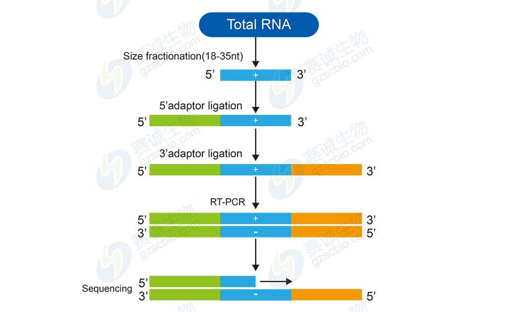 High-throughput sequencing bioinformatics analysis