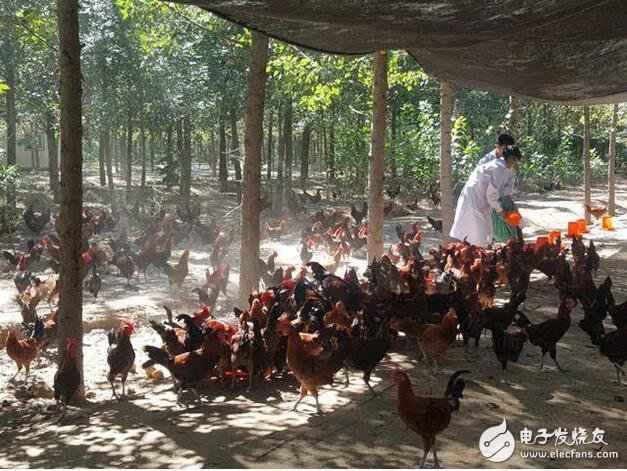 Black technology behind "Jingdong Running Chicken", the epitome of agricultural Internet of Things applications