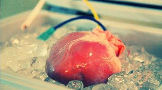 The successful use of bioengineering to reconstruct organs, organ transplants usher in a new dawn