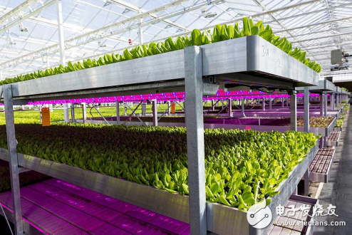 Current introduces LED lighting system to transform plant factory, seedling production speed will increase by 15%