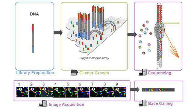 High-throughput sequencing common nouns