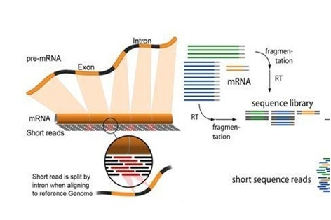 High-throughput sequencing technology and its application