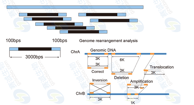 High-throughput sequencing bioinformatics analysis