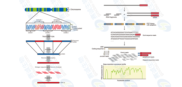 High-throughput sequencing bioinformatics analysis