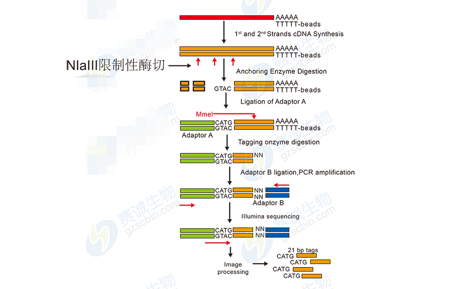 High-throughput sequencing bioinformatics analysis