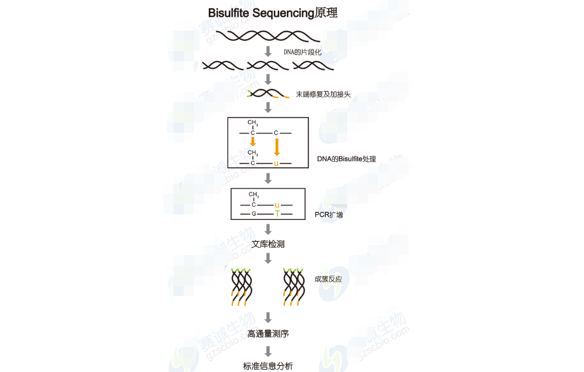 High-throughput sequencing bioinformatics analysis