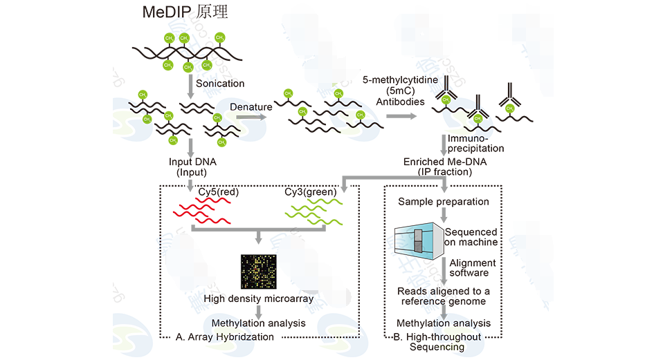 High-throughput sequencing bioinformatics analysis