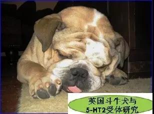 Sleep breathing physiology (central nervous system control)