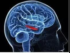 Sleep breathing physiology (central nervous system control)