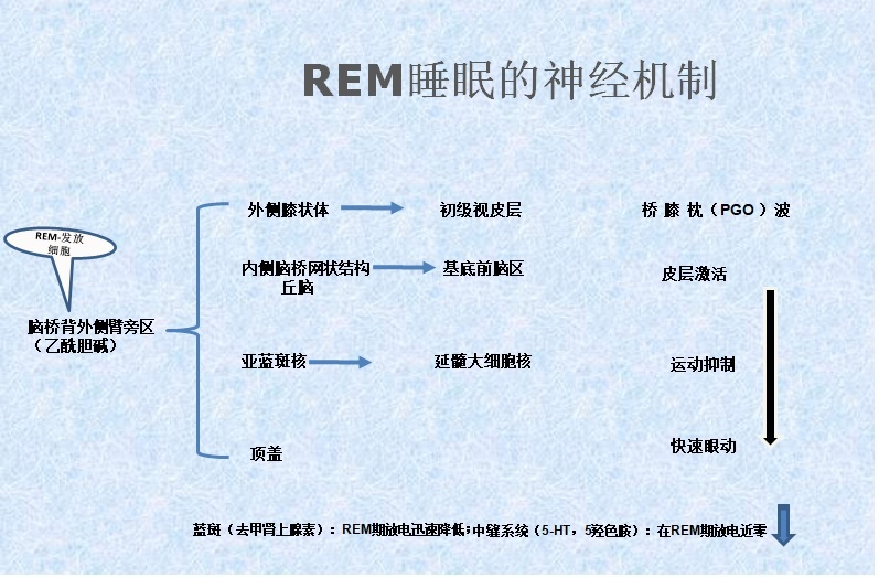 REM and sleep medicine history and sleep physiology