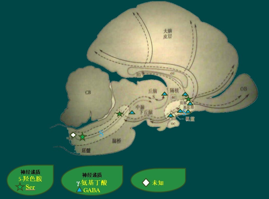 Analyze the basic mechanism of sleep-wakeness in sleep-generating systems