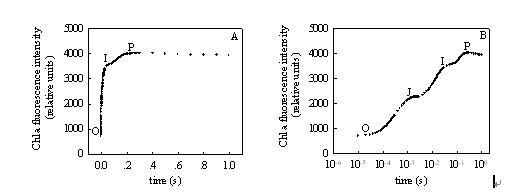 Similarities and differences between chlorophyll fluorescence kinetics curve and fast chlorophyll