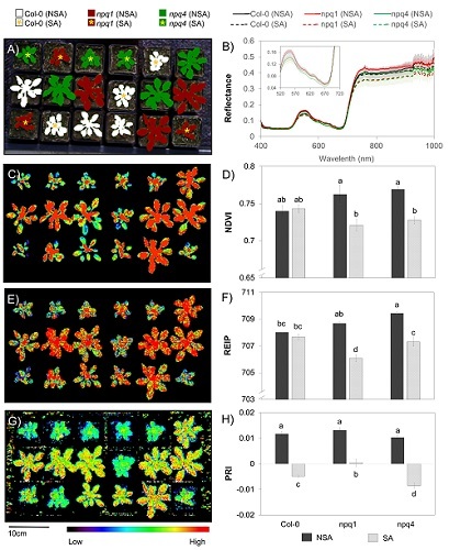 Detection of Plant Phenotype Diseases by Handheld Hyperspectral Camera
