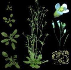 Application of Oxygen Electrode-Determination of Arabidopsis Photosynthetic Rate