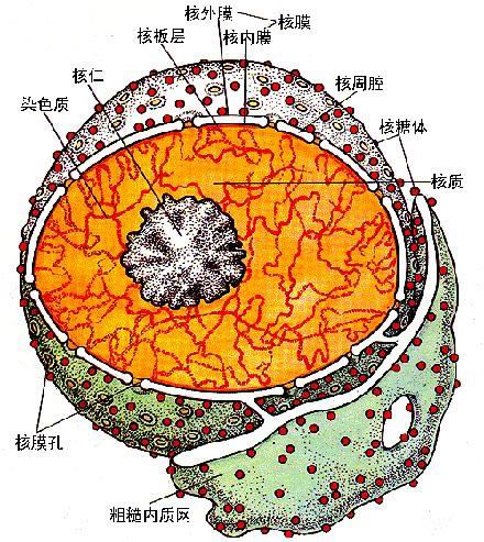 Nature Methods: Top eight medical technologies worthy of attention in 2016