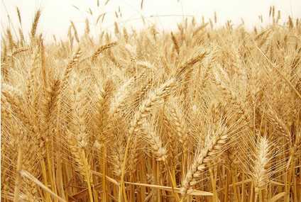 Wheat planting 3.png