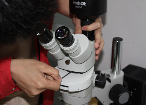Stereoscopic fluorescence microscope