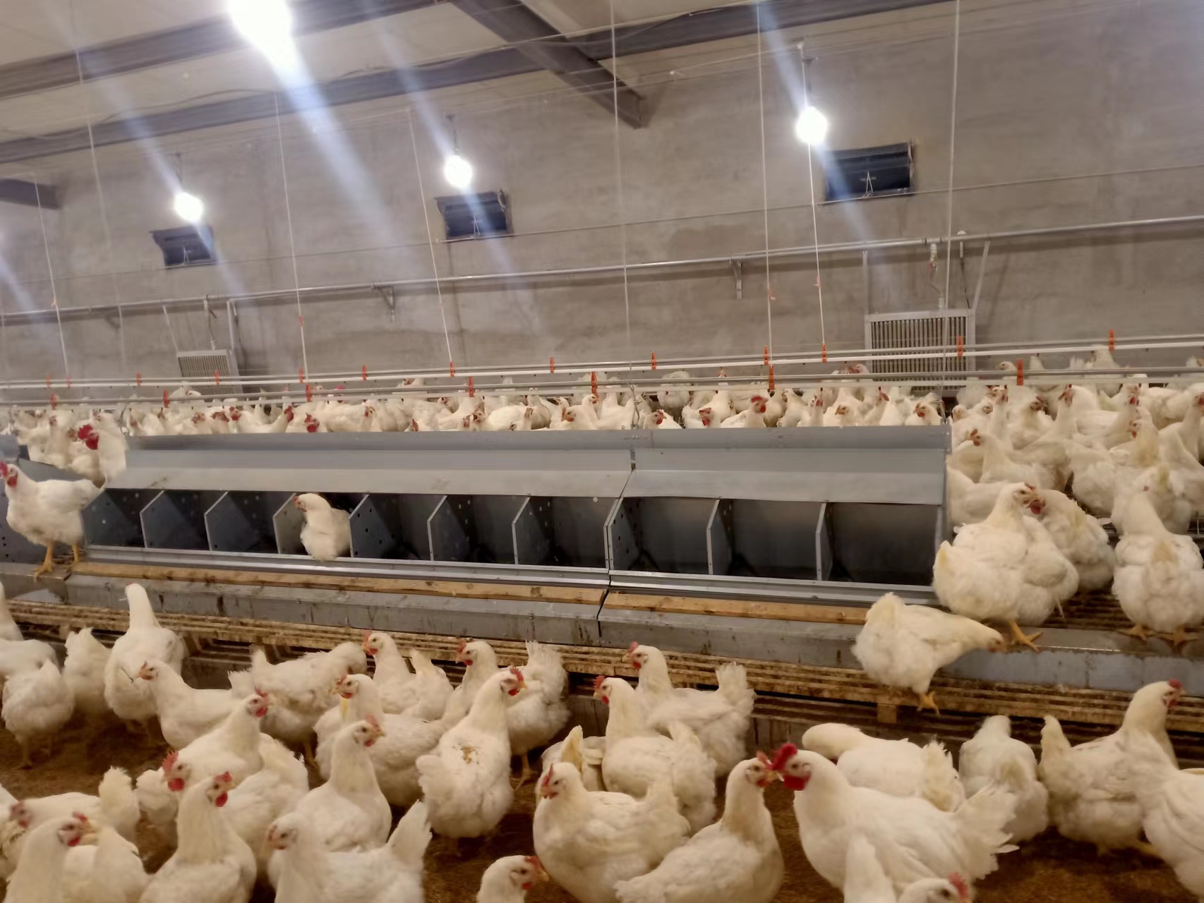 Egg laying chicken farming Egg laying chicken farming