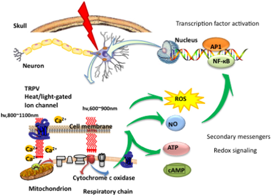 mechanisms for PBM.png