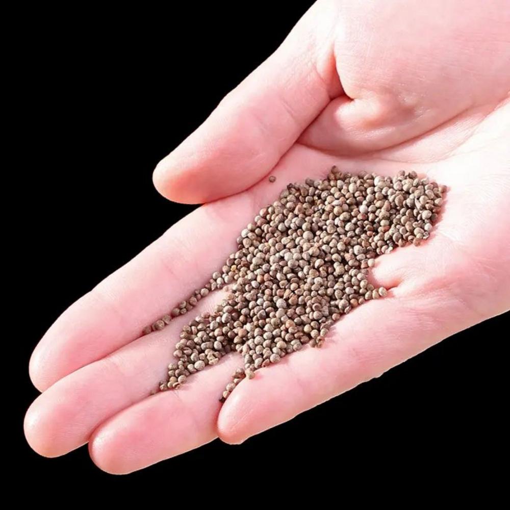 Perilla Seeds Japan Perilla Seeds Japan