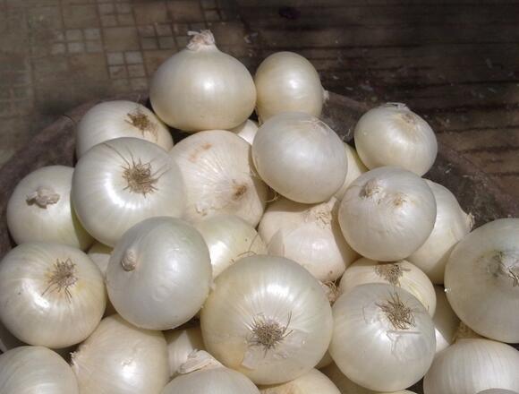 Fresh White Garlic