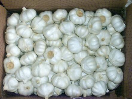 Fresh White Garlic