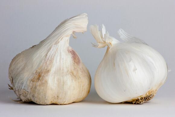 Normal White Garlic